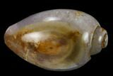 Polished, Chalcedony Replaced Gastropod Fossil - India #133532-1